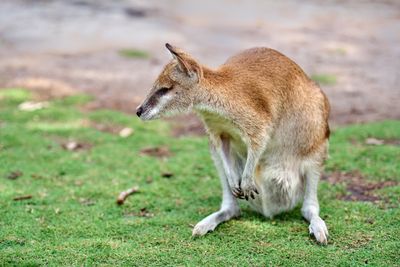 Agile Wallaby AKA Sandy Wallaby