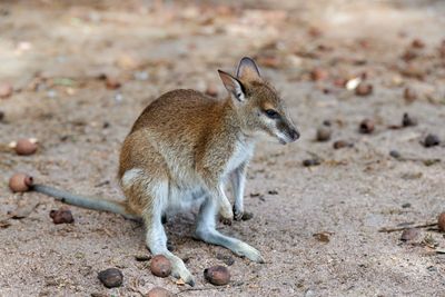 Tammar Wallaby