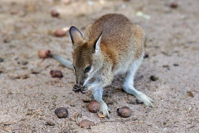 Agile Wallaby AKA Sandy Wallaby