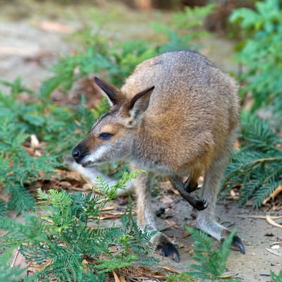 Red-necked Wallaby