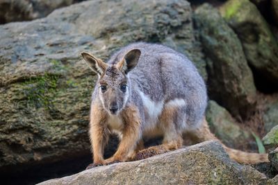 Yellow-footed Rock Wallaby