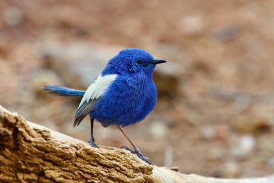 White-winged Fairy-wren Gallery