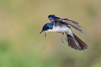 Restless Flycatcher