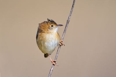 BZ8_6888.jpg