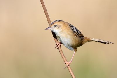 Golden-headed Cisticola