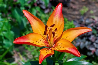 Flower Gallery