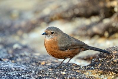 Rock Warbler