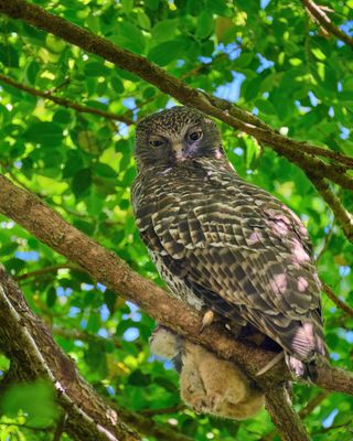 Powerful Owl Gallery