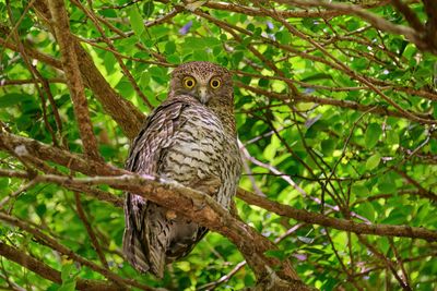 Powerful Owl Gallery