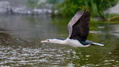 Pied Cormorant