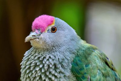 Nikon Z 70-200 f2.8S