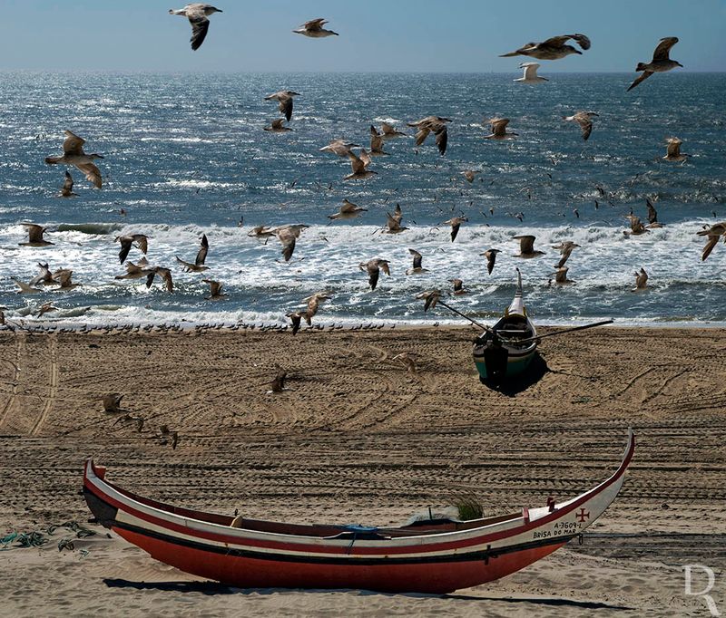 Gaivotas (sem Palheiros)...