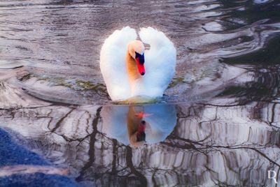 Os Cisnes do Parque D. Carlos