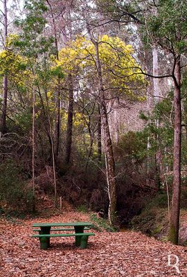 Mata Nacional de Leiria