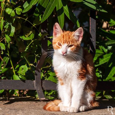 Um Gatinho Linharense
