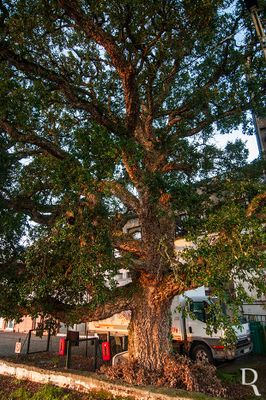 Quercus suber L.