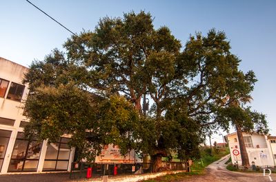 Sobreiro