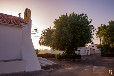 O Freixo de Azambujeira dos Carros