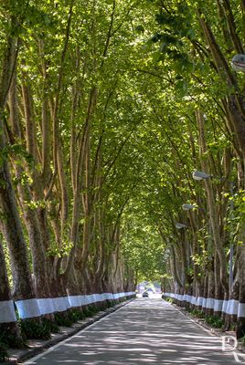 The Gothic Road  Curia