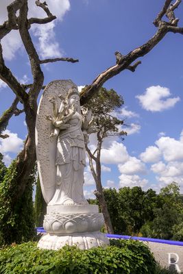 Bacalha Buddha Eden  em 10 de maio de 2025