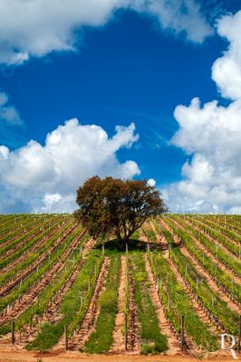 Quinta dos Loridos