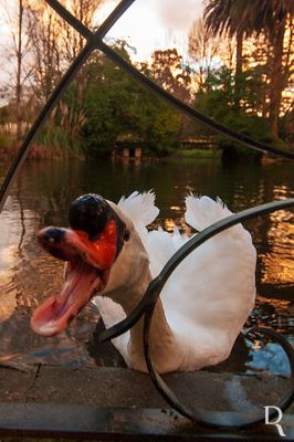 Os Cisnes do Parque