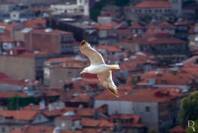 The Seagulls