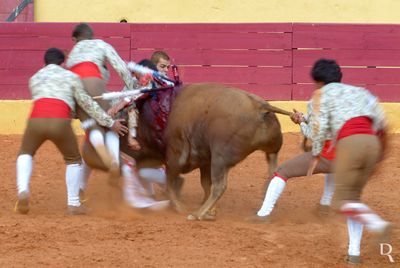 Os Forcados das Caldas