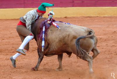 Catch Bull at Four