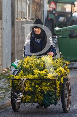 A Mata, a Cermica e as Nascentes Termais