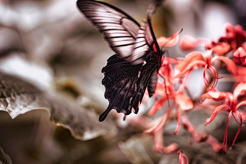 Butterfly (Almost) in Flight