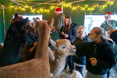 Alpaca Party