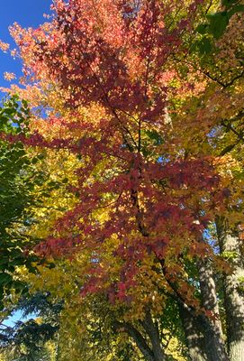 Autumn Leaves, Ouchy