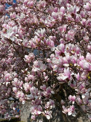 Magnolias at Ouchy