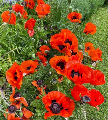 Poppies, Val dIlliez