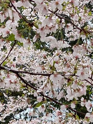 g13/21/62621/3/175664330.e7483a18.JPEG