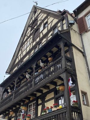 IMG_2801.JPG