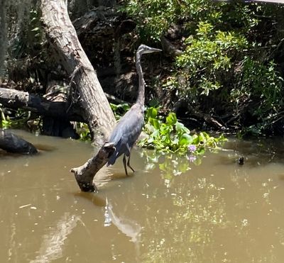 Wetlands Birdlife