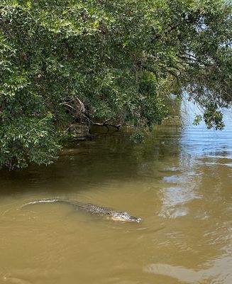 Alligator or just a Croc..?