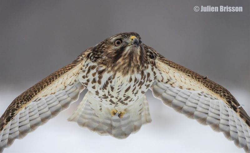 Buse  paulettes - Red-shouldered Hawk- ORIGINAL pour une meilleure qualit 