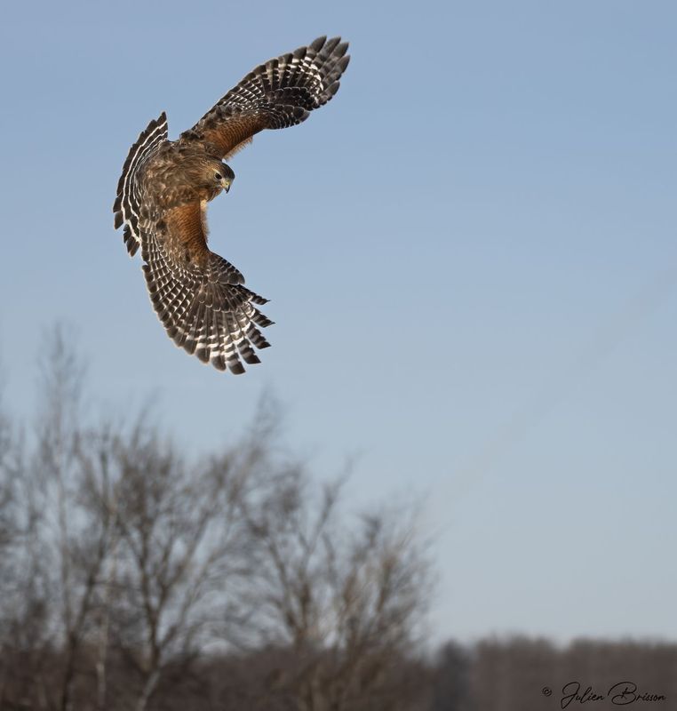 Buse  paulettes - Red-shouldered Hawk- ORIGINAL pour une meilleure qualit 