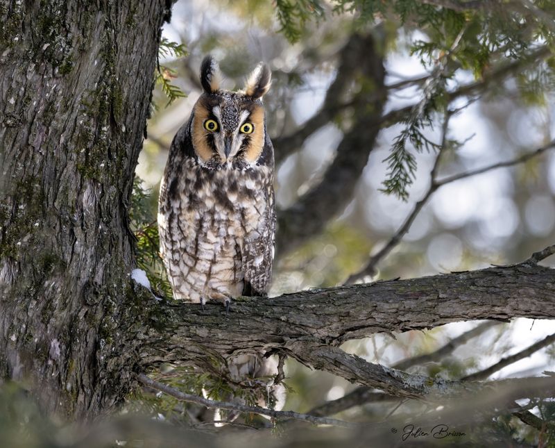 Hibou moyen-duc-Long-eared Owl- ORIGINAL pour une meilleure qualit 