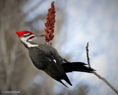 Grand pic - Pileated Woodpecker - ORIGINAL pour une meilleure qualit