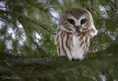 Petite nyctale - Northern saw-whet owl