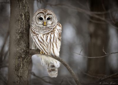 Chouette raye - Barred Owl