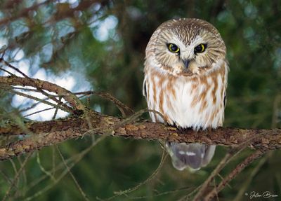 Petite nyctale - Northern saw-whet owl
