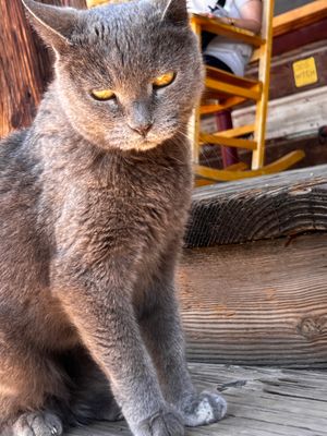 Le chat de Calico