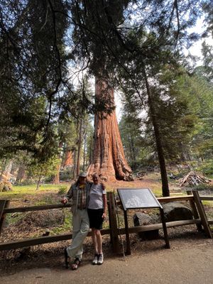 Sylvie et Bernie, Squoia Forest National Park, Californie