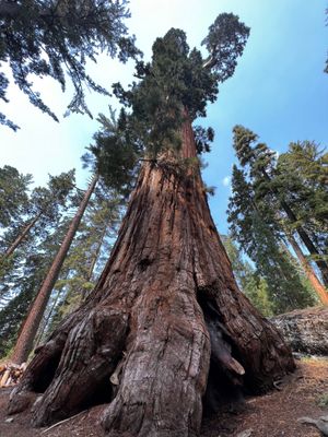 Squoia National Park, Californie, USA