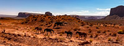 Chevaux sauvages, Monument Valley National Park, Az, USA 